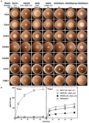 Specificity and mechanism of TonB-dependent ferric catecholate uptake by Fiu